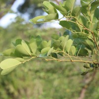 Pterocarpus marsupium Roxb.